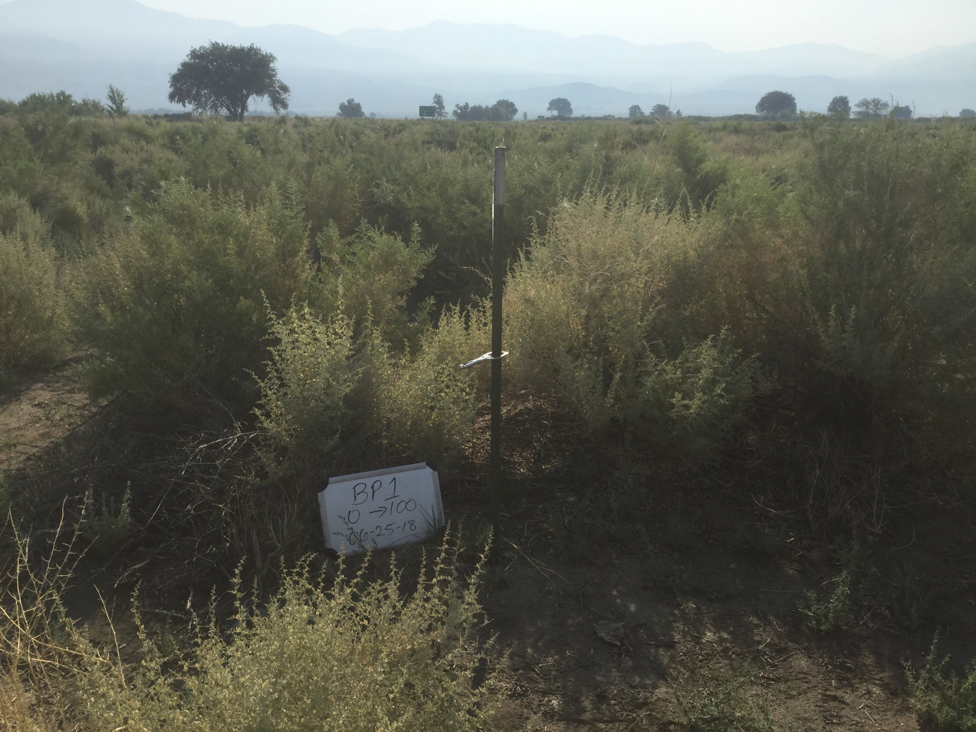 Big Pine Monitoring Site #1 point-frame photo