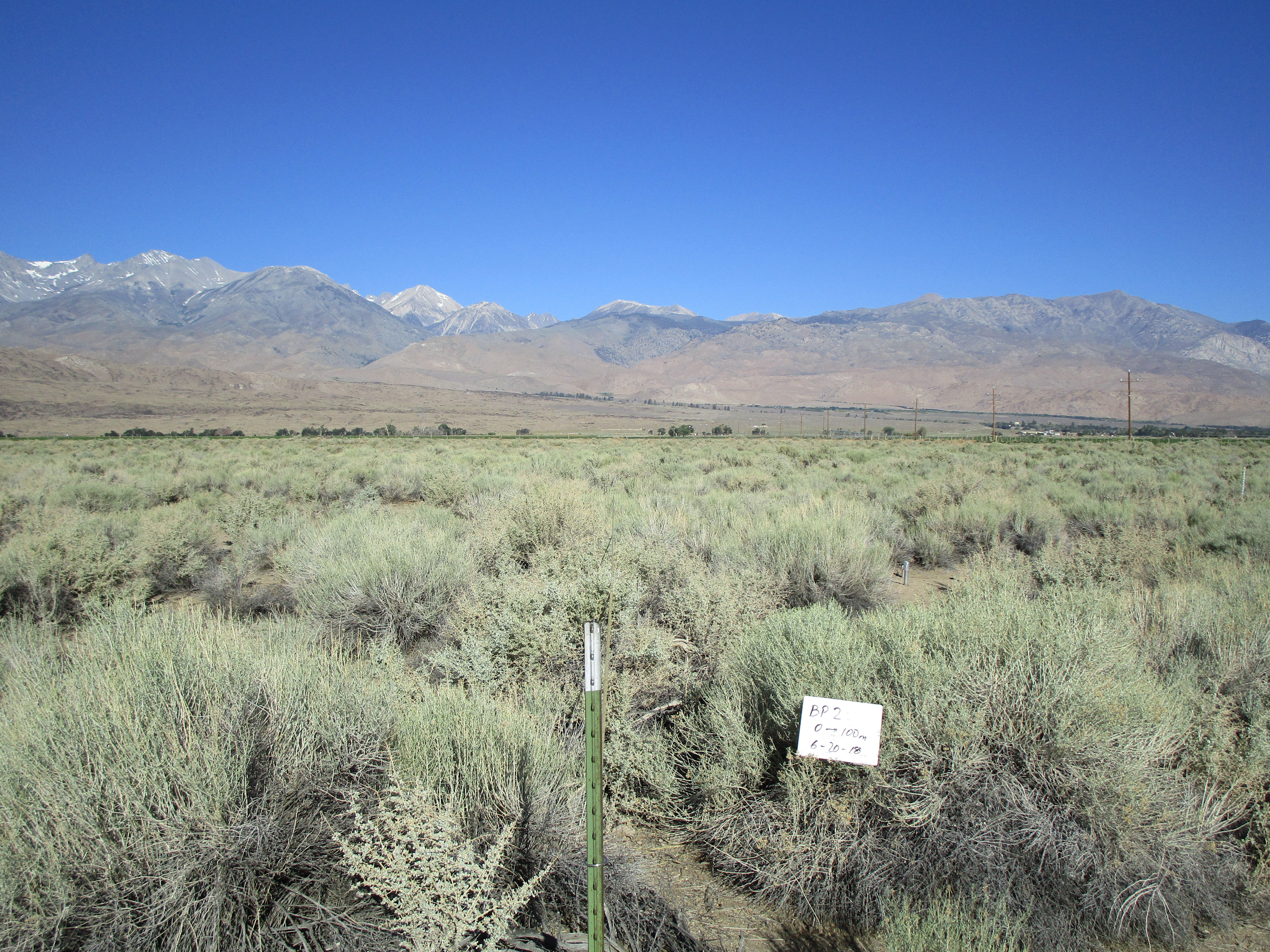 Big Pine Monitoring Site #2 point-frame photo