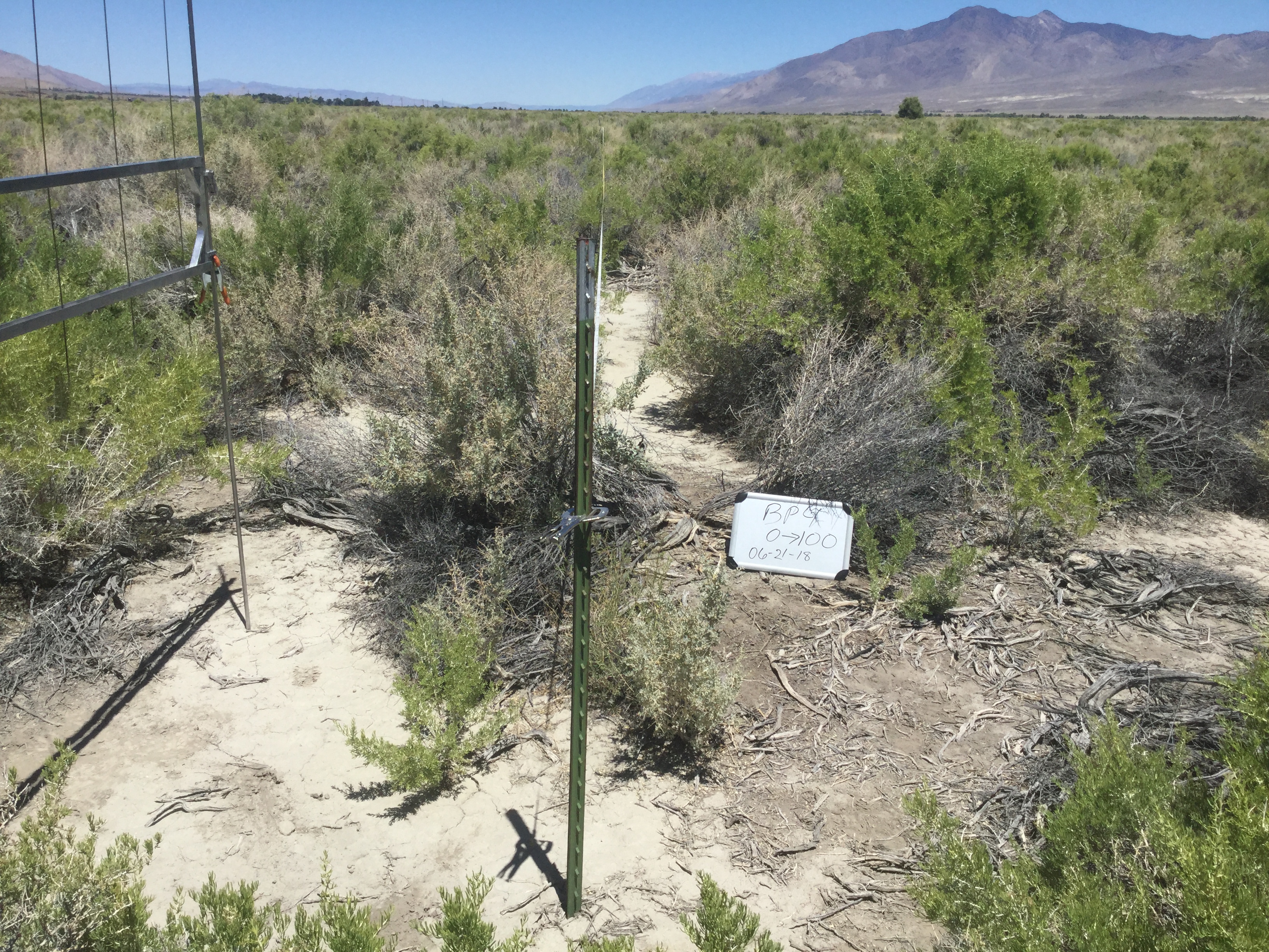 Big Pine Monitoring Site #4 point-frame photo